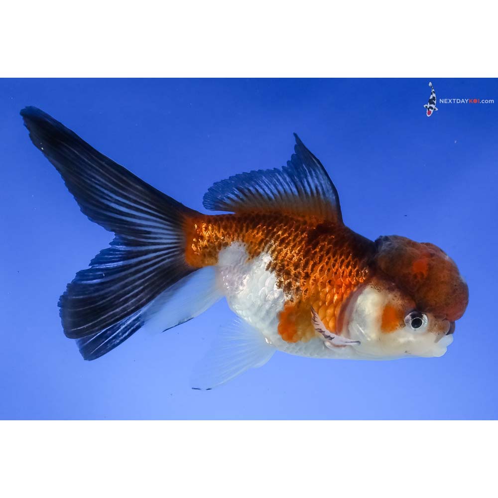 5” Imported Tri Color Panda Oranda