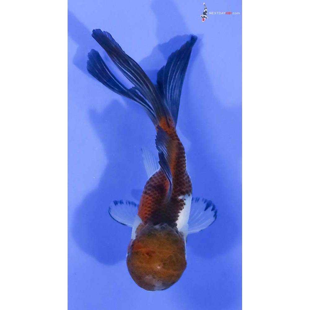 5” Imported Tri Color Panda Oranda - Image 3