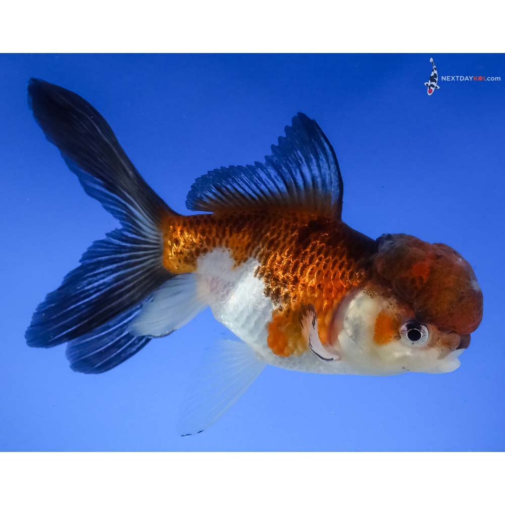 5” Imported Tri Color Panda Oranda - Image 4