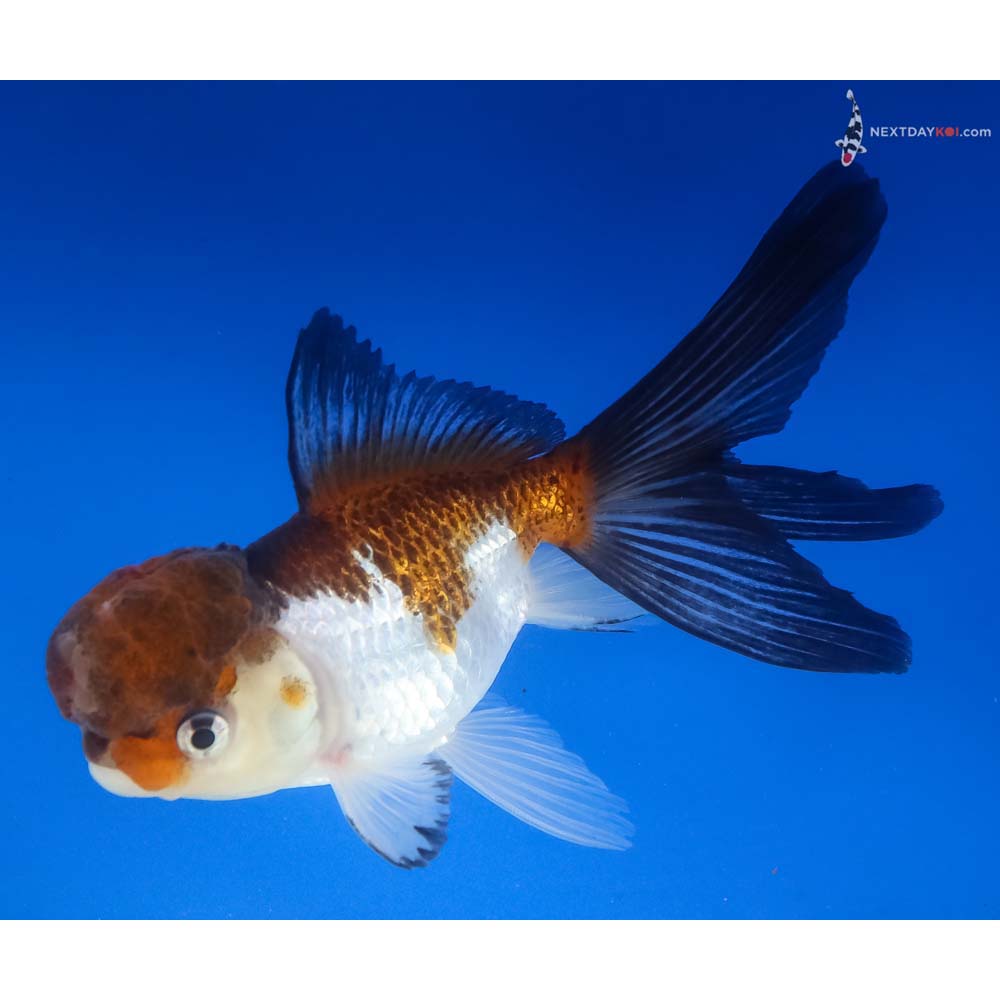 5” Imported Tri Color Panda Oranda - Image 5