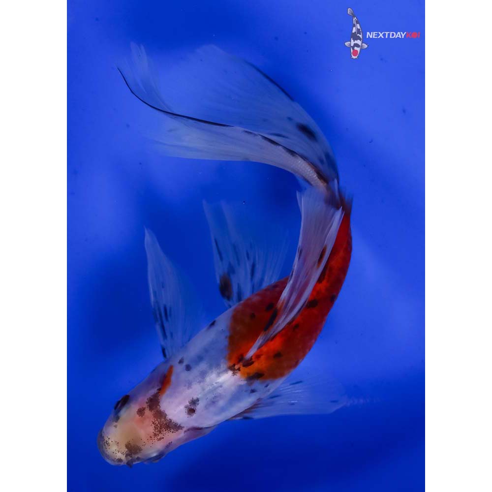 6” Imported Bristol Shubunkin - Image 3