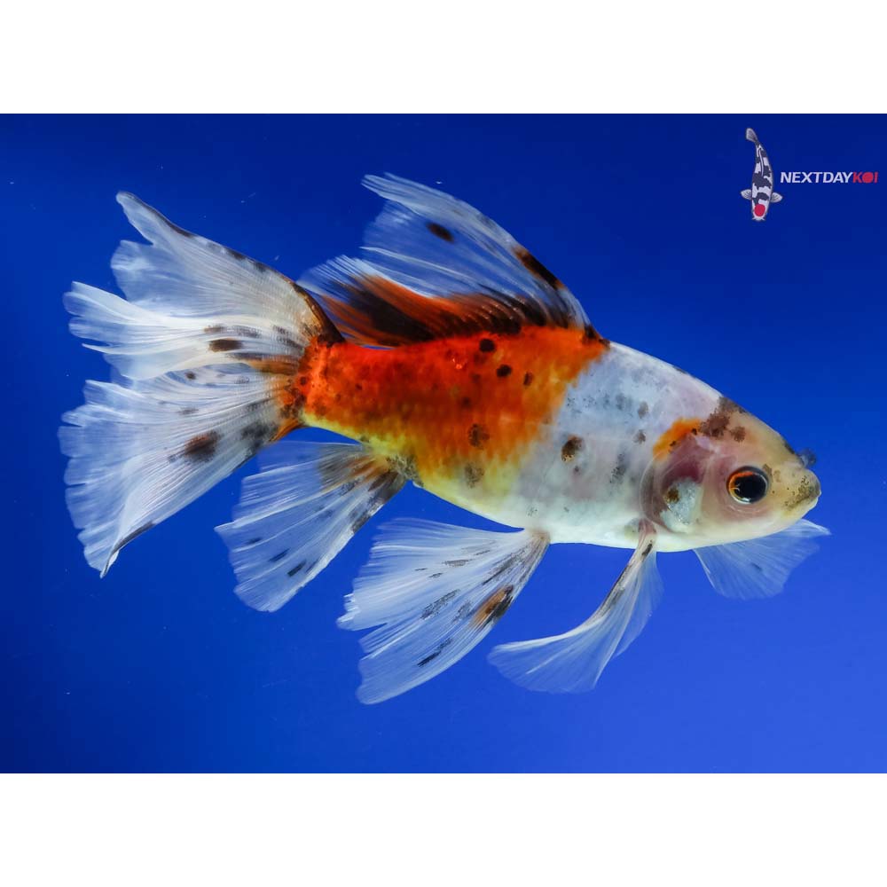 6” Imported Bristol Shubunkin - Image 4