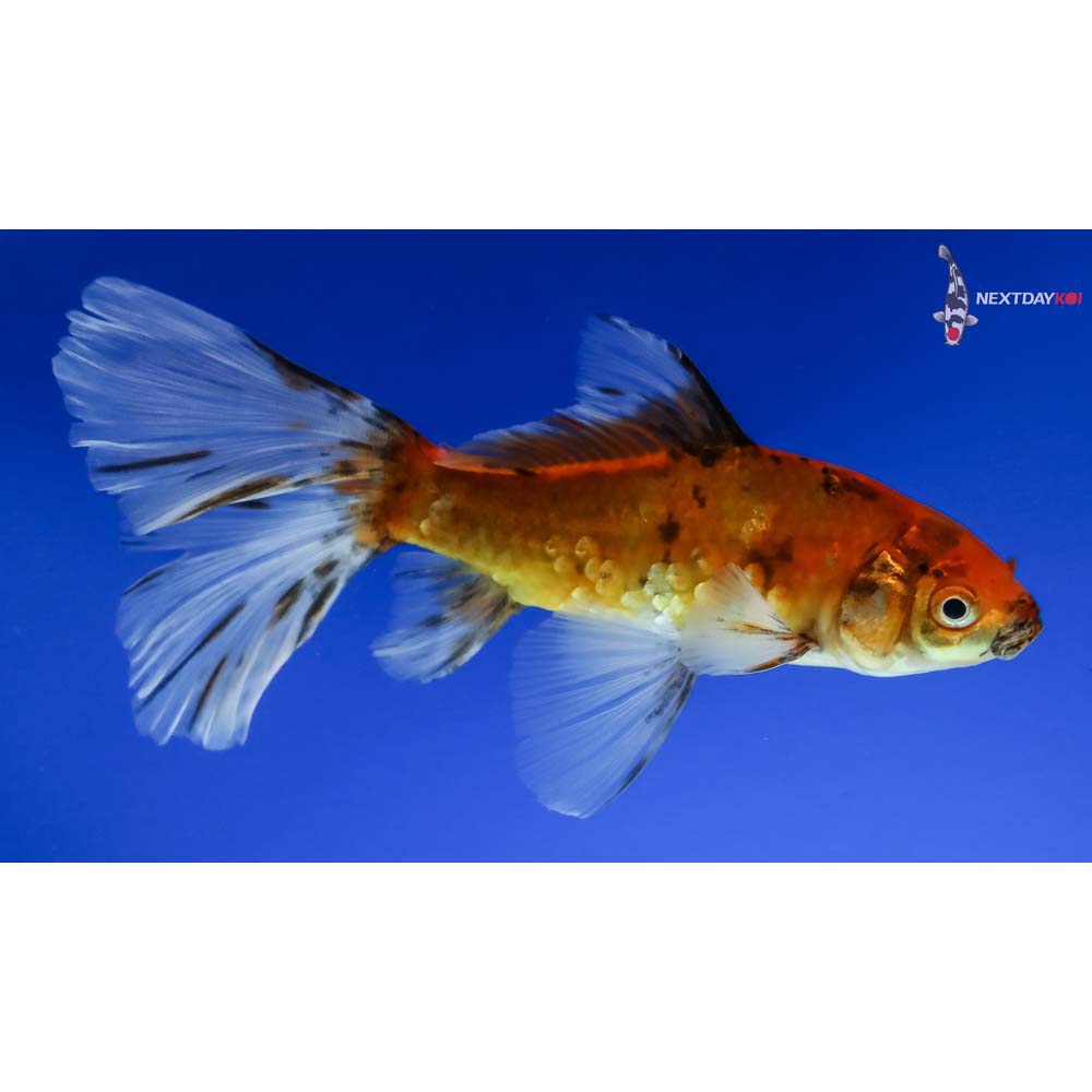 6” Imported Bristol Shubunkin