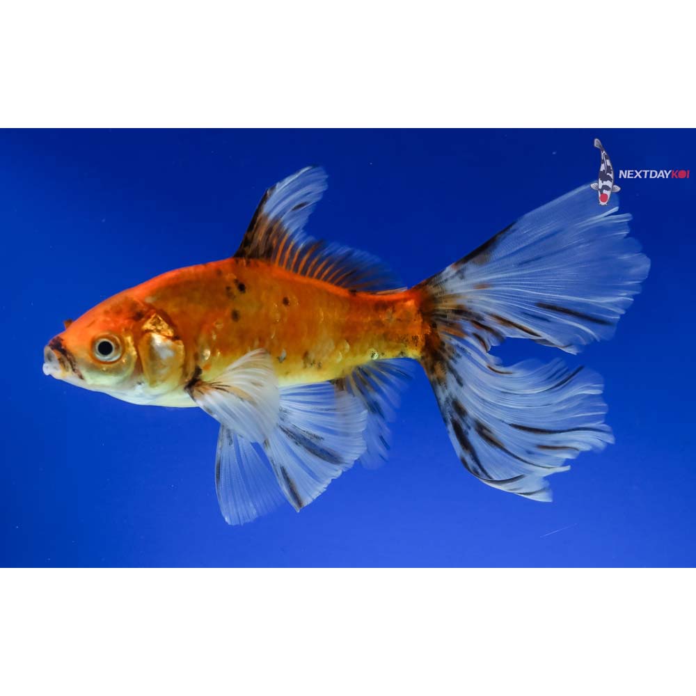 6” Imported Bristol Shubunkin - Image 2