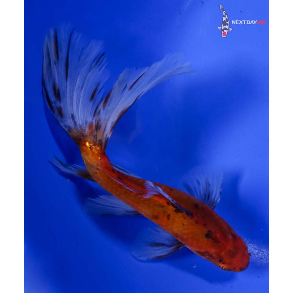 6” Imported Bristol Shubunkin - Image 3