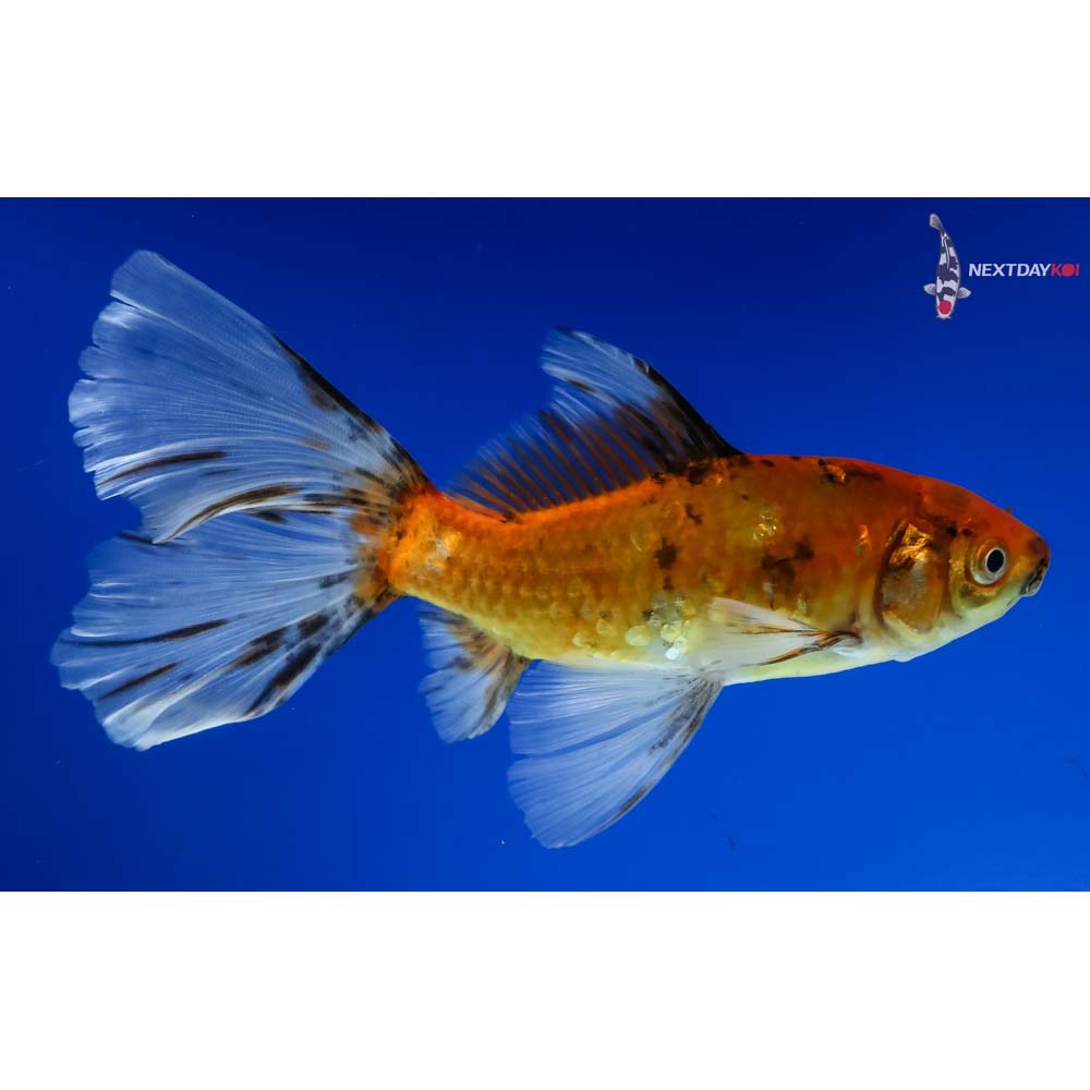 6” Imported Bristol Shubunkin - Image 4