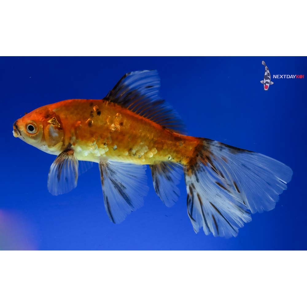 6” Imported Bristol Shubunkin - Image 5