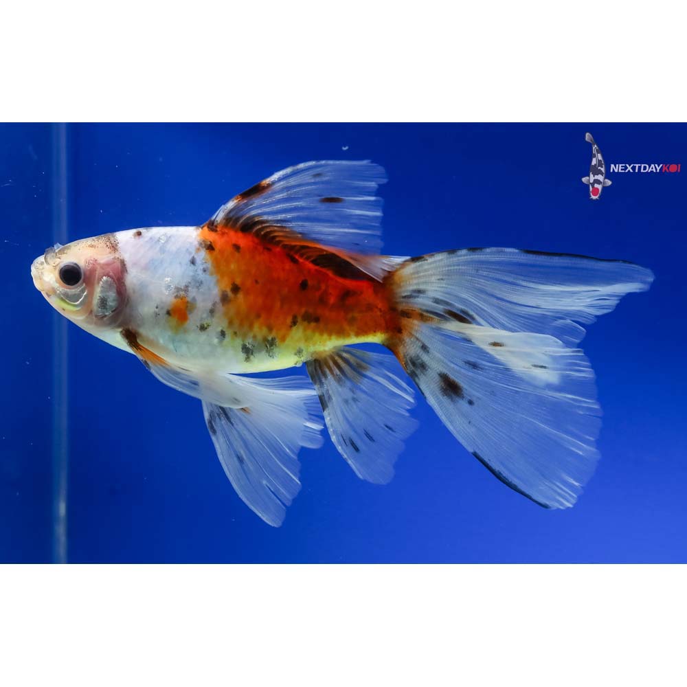 6” Imported Bristol Shubunkin - Image 2