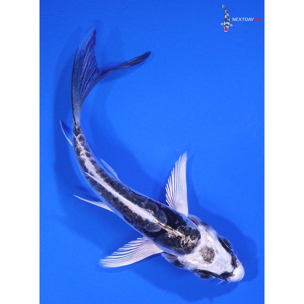 3.5” Imported Kikokuryu Butterfly Koi