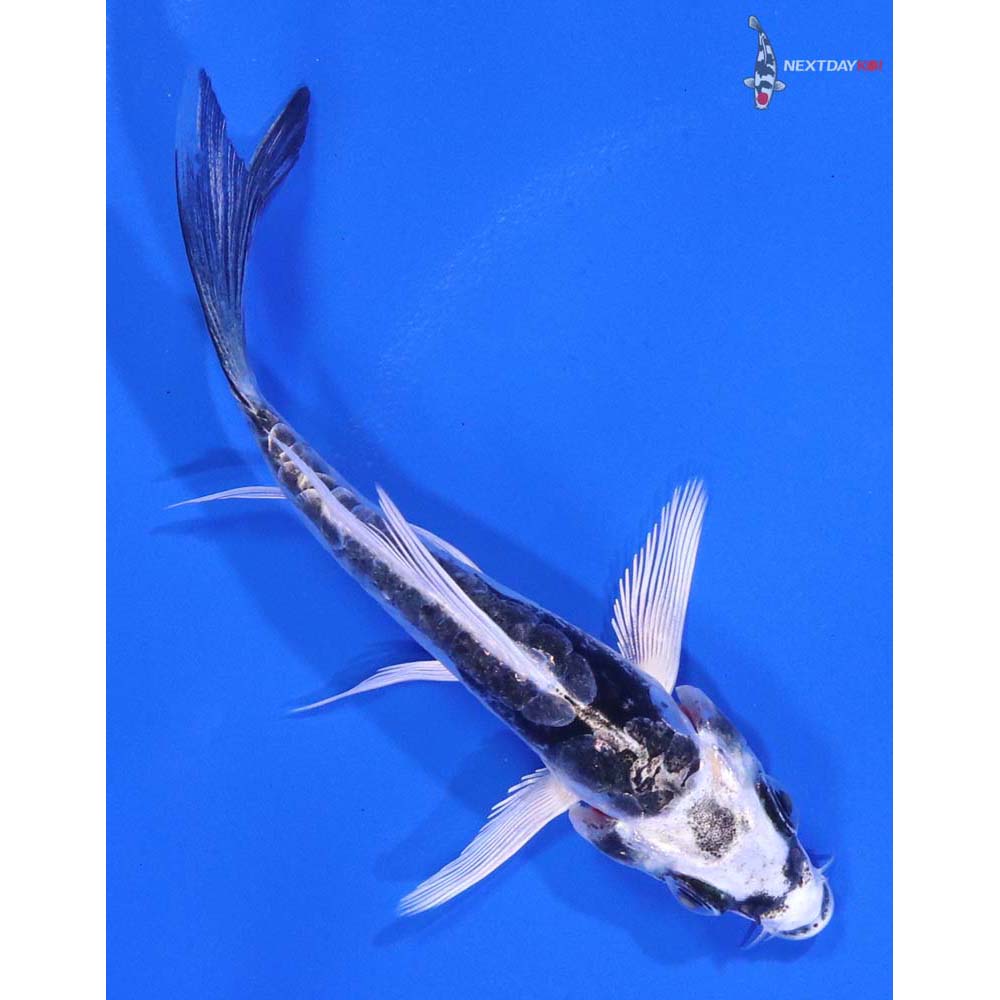3.5” Imported Kikokuryu Butterfly Koi - Image 3
