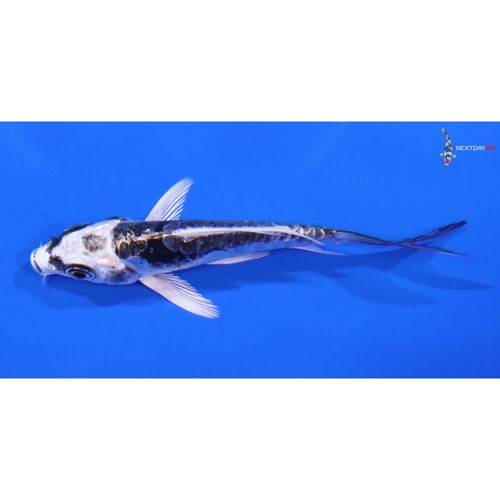 3.5” Imported Kikokuryu Butterfly Koi - Image 4