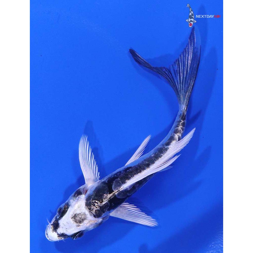 3.5” Imported Kikokuryu Butterfly Koi - Image 5