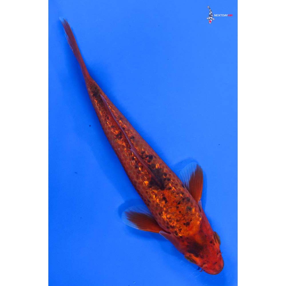 6” Imported Gin Rin Aka Bekko - Image 3