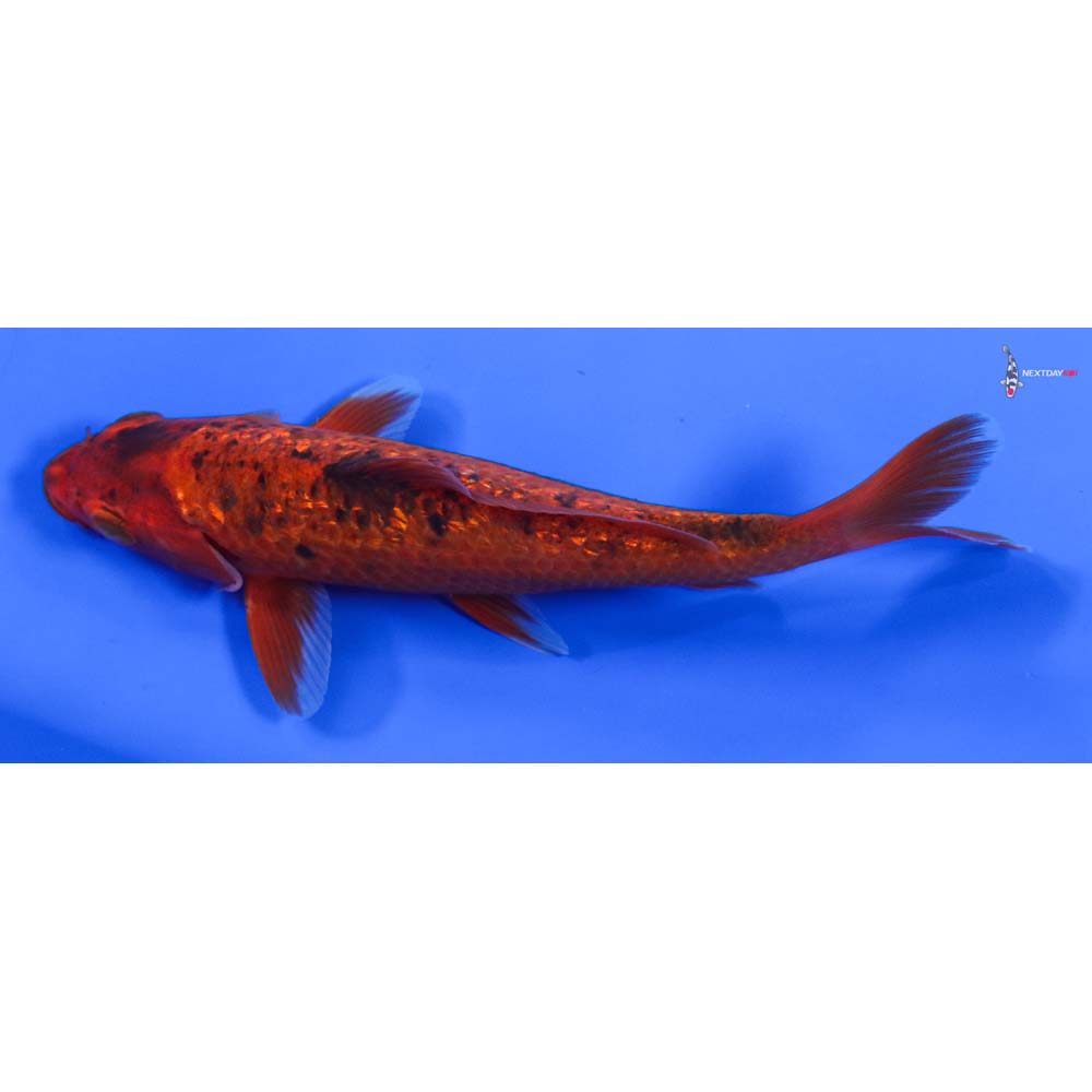 6” Imported Gin Rin Aka Bekko - Image 4