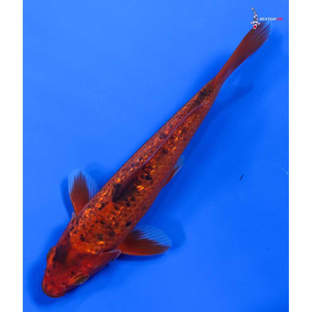 6” Imported Gin Rin Aka Bekko - Image 5