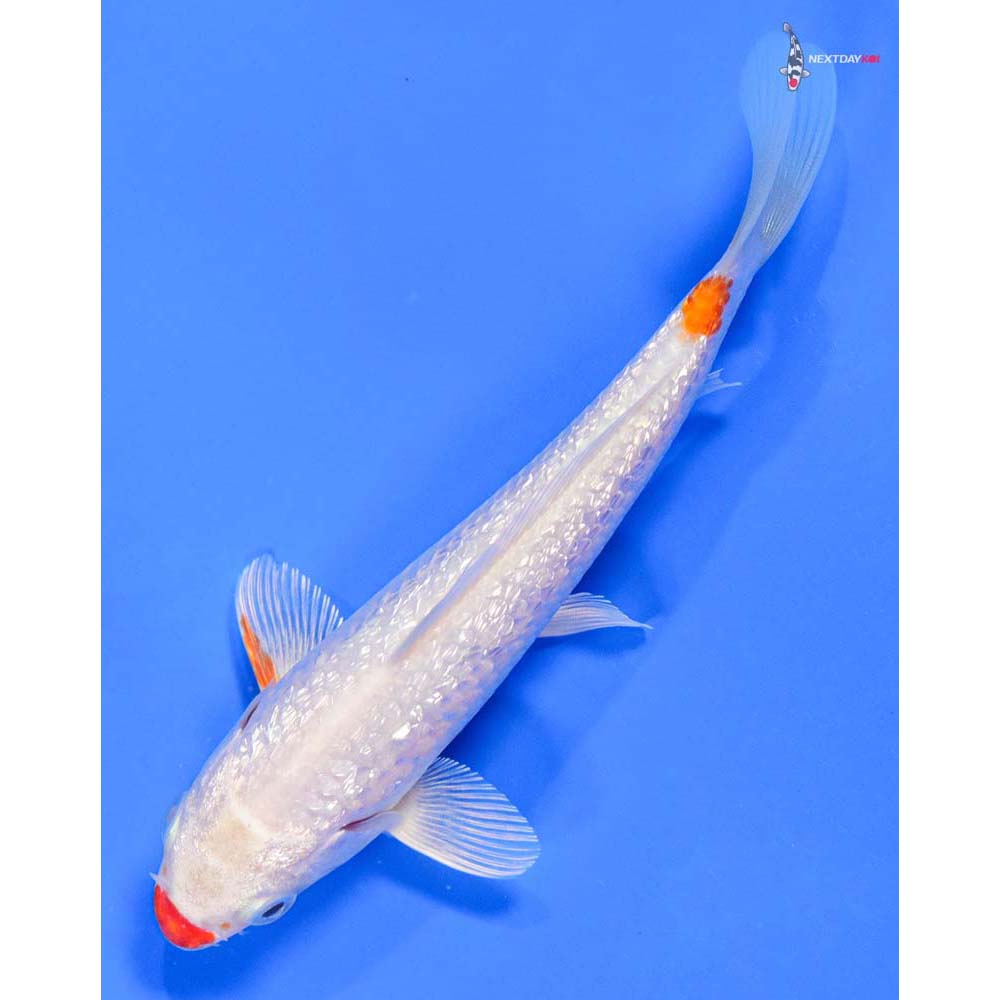 6” Imported Gin Rin Hariwake - Image 5