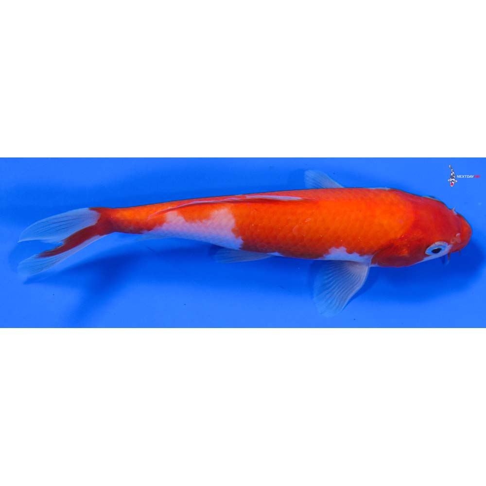 6” Imported Kohaku - Image 2