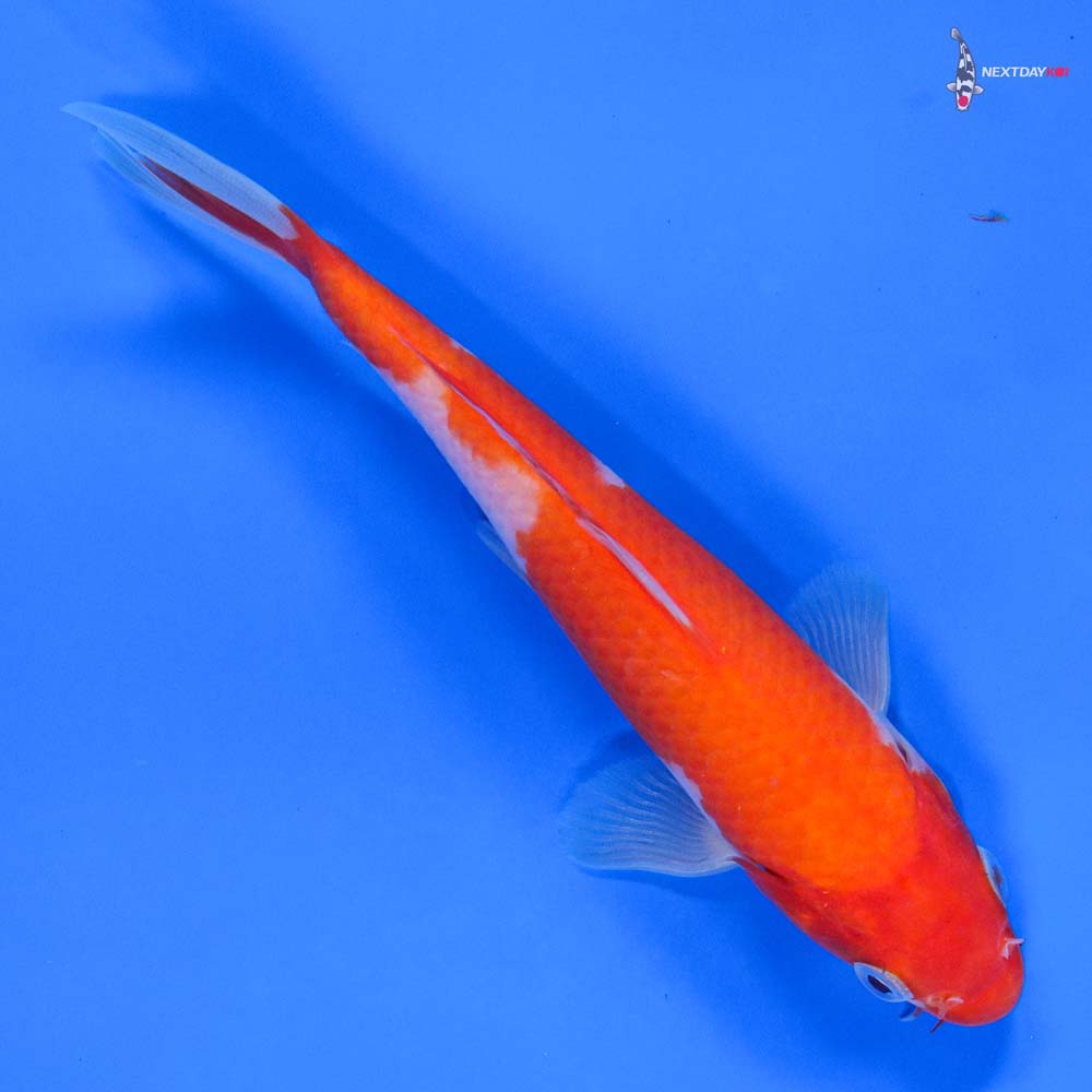 6” Imported Kohaku - Image 3