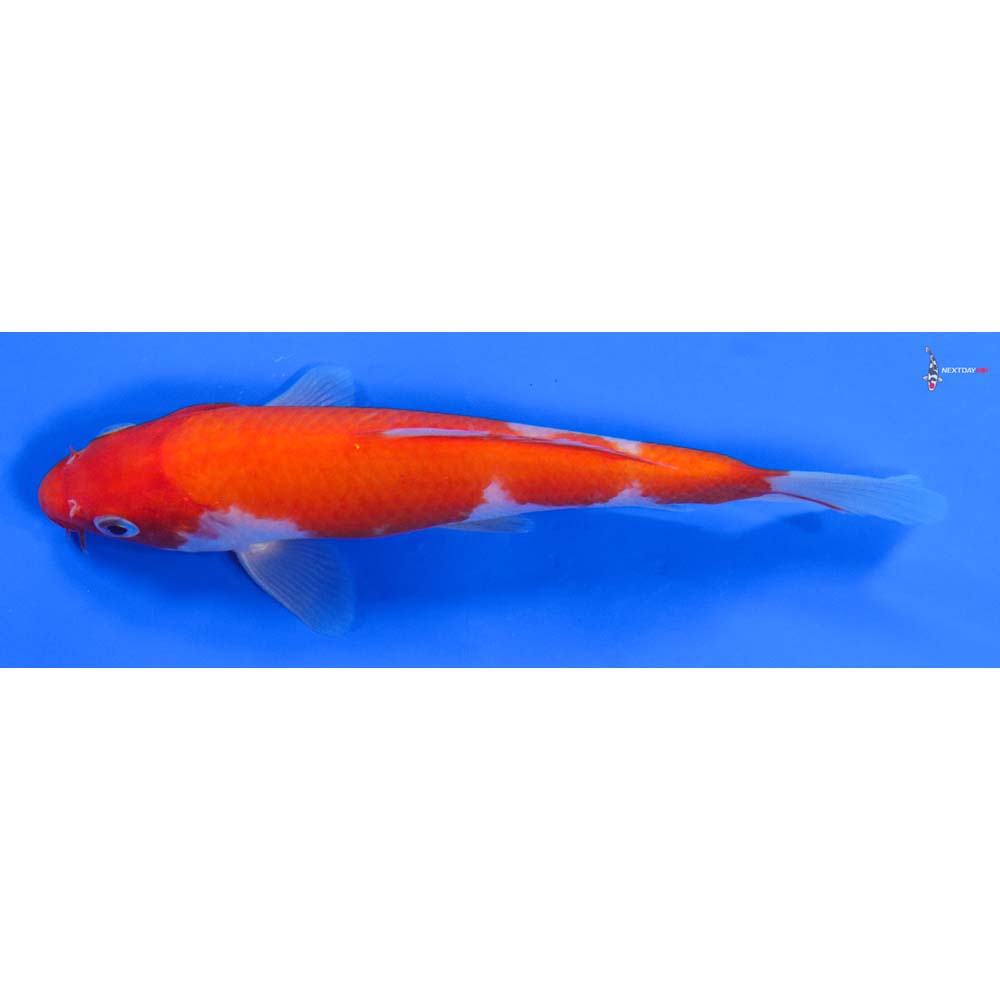 6” Imported Kohaku - Image 4