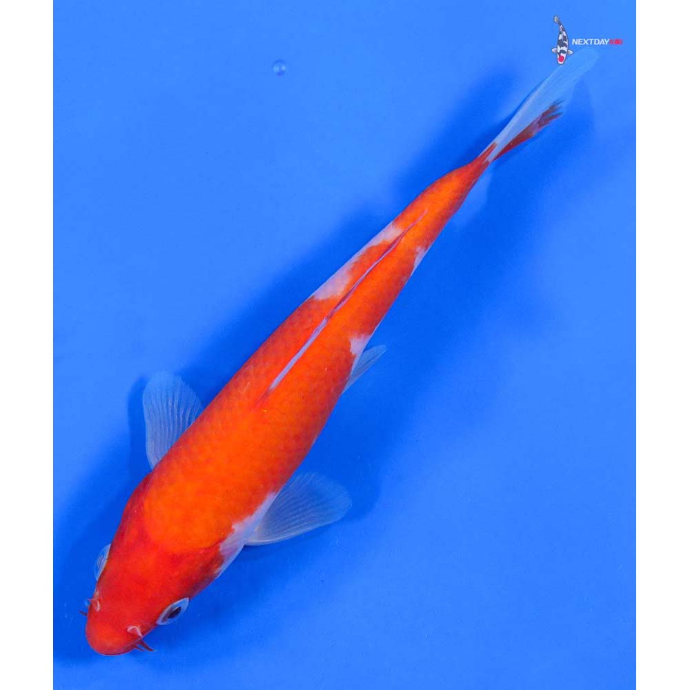 6” Imported Kohaku - Image 5