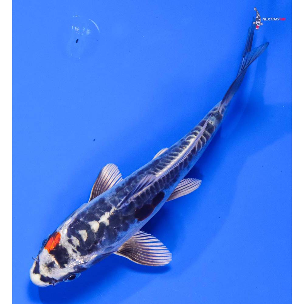 5.5” Imported Kin Kikokuryu - Image 5