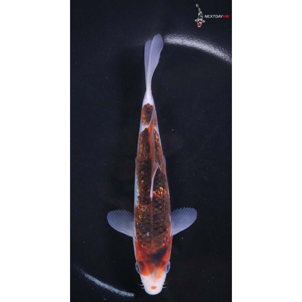 6” Imported Gin Rin Goromo