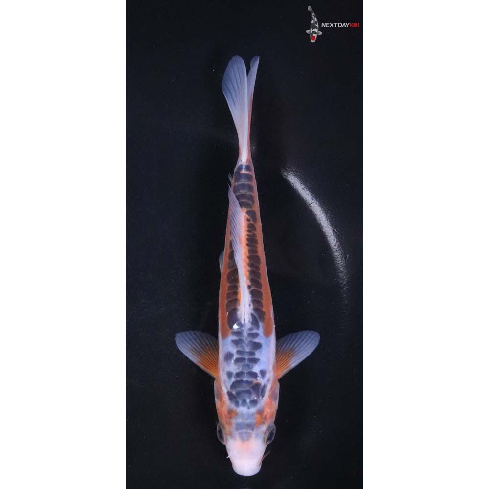 6.5” Imported Shusui
