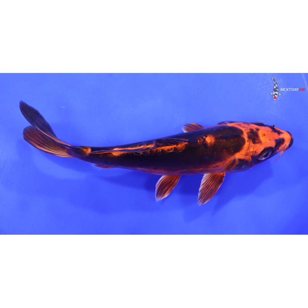 7.5” Imported Kin Kikokuryu - Image 2