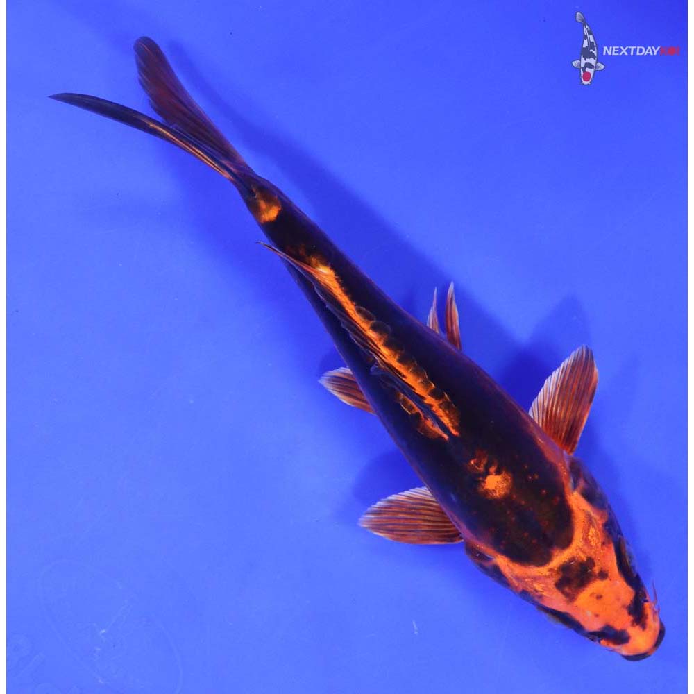 7.5” Imported Kin Kikokuryu - Image 3