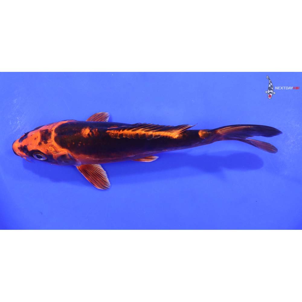 7.5” Imported Kin Kikokuryu - Image 4