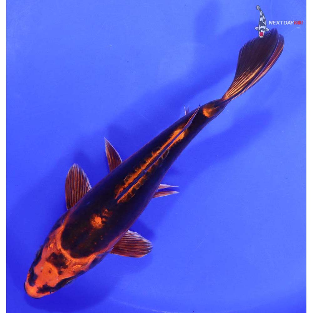 7.5” Imported Kin Kikokuryu - Image 5