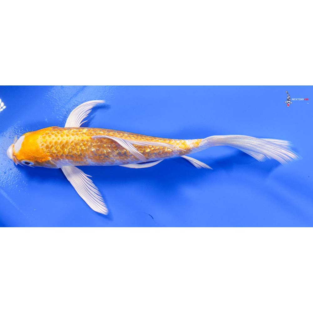 7.5” Imported Gin Rin Hariwake Butterfly Koi - Image 4