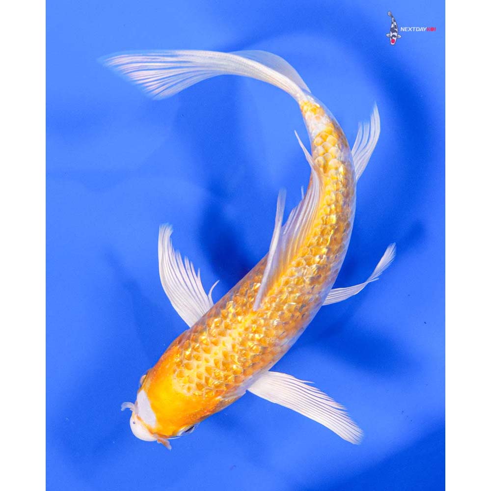 7.5” Imported Gin Rin Hariwake Butterfly Koi - Image 5