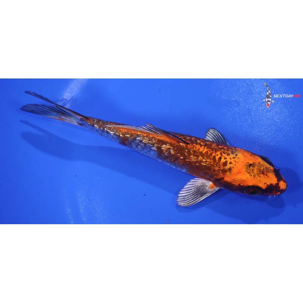 5.5” Imported Gin Rin Kujaku - Image 2