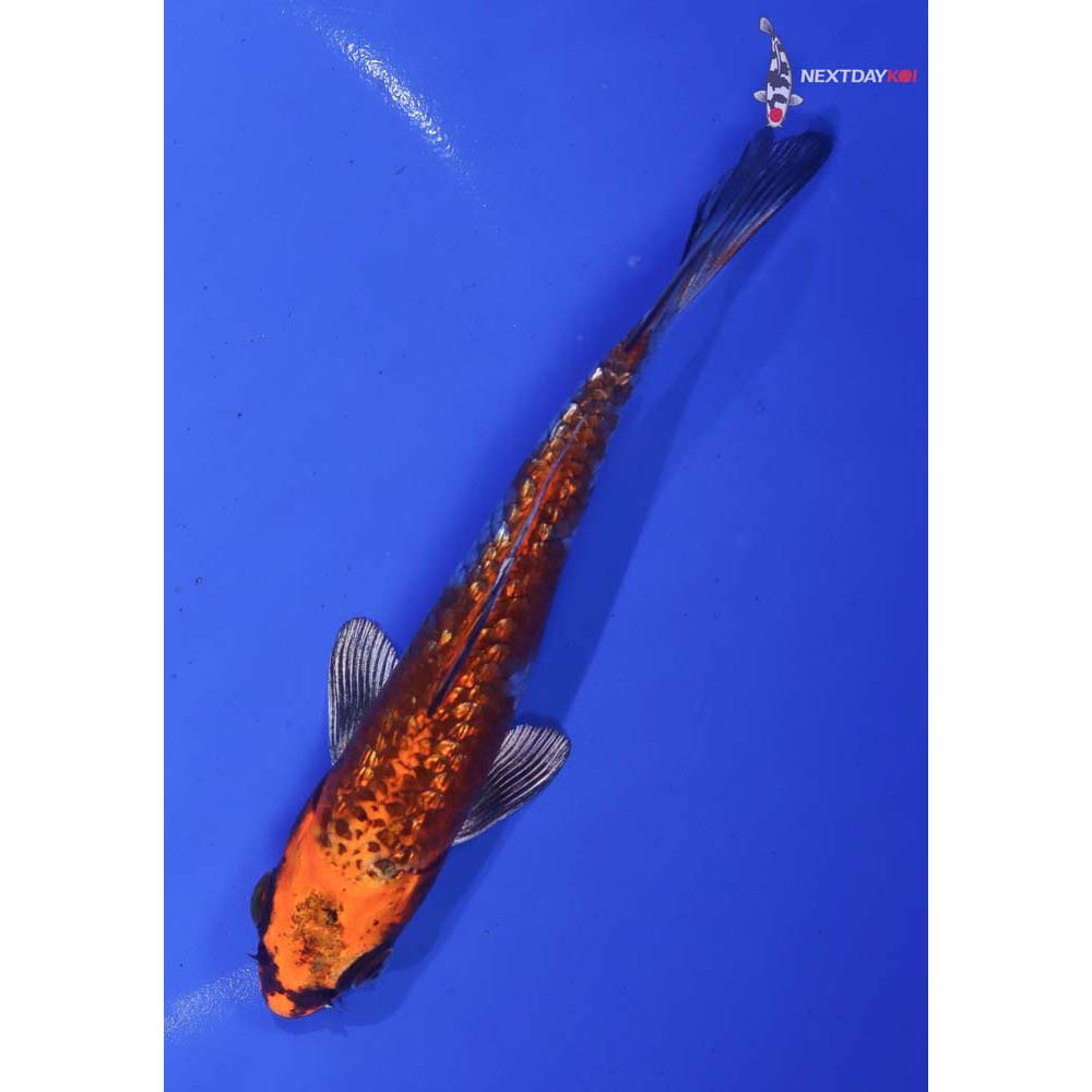 5.5” Imported Gin Rin Kujaku - Image 3