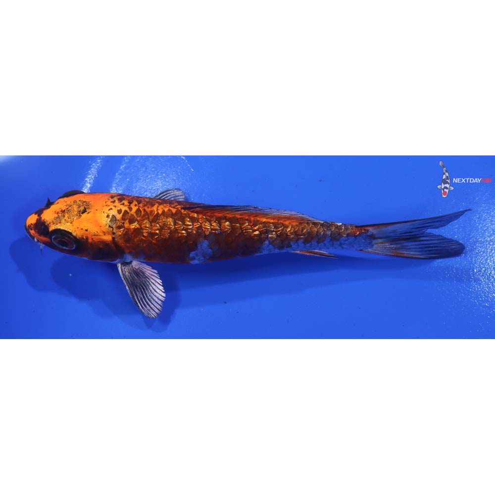 5.5” Imported Gin Rin Kujaku - Image 4