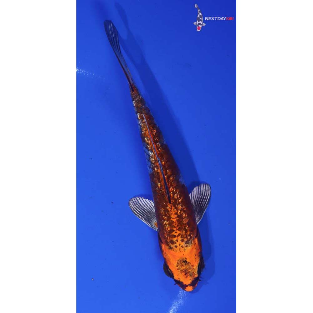 5.5” Imported Gin Rin Kujaku - Image 5