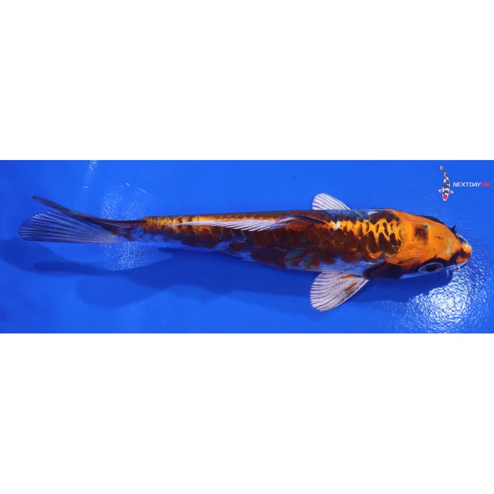 5.5” Imported Kin Kikokuryu - Image 2