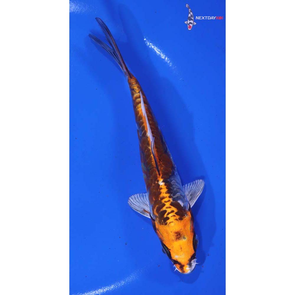 5.5” Imported Kin Kikokuryu - Image 3