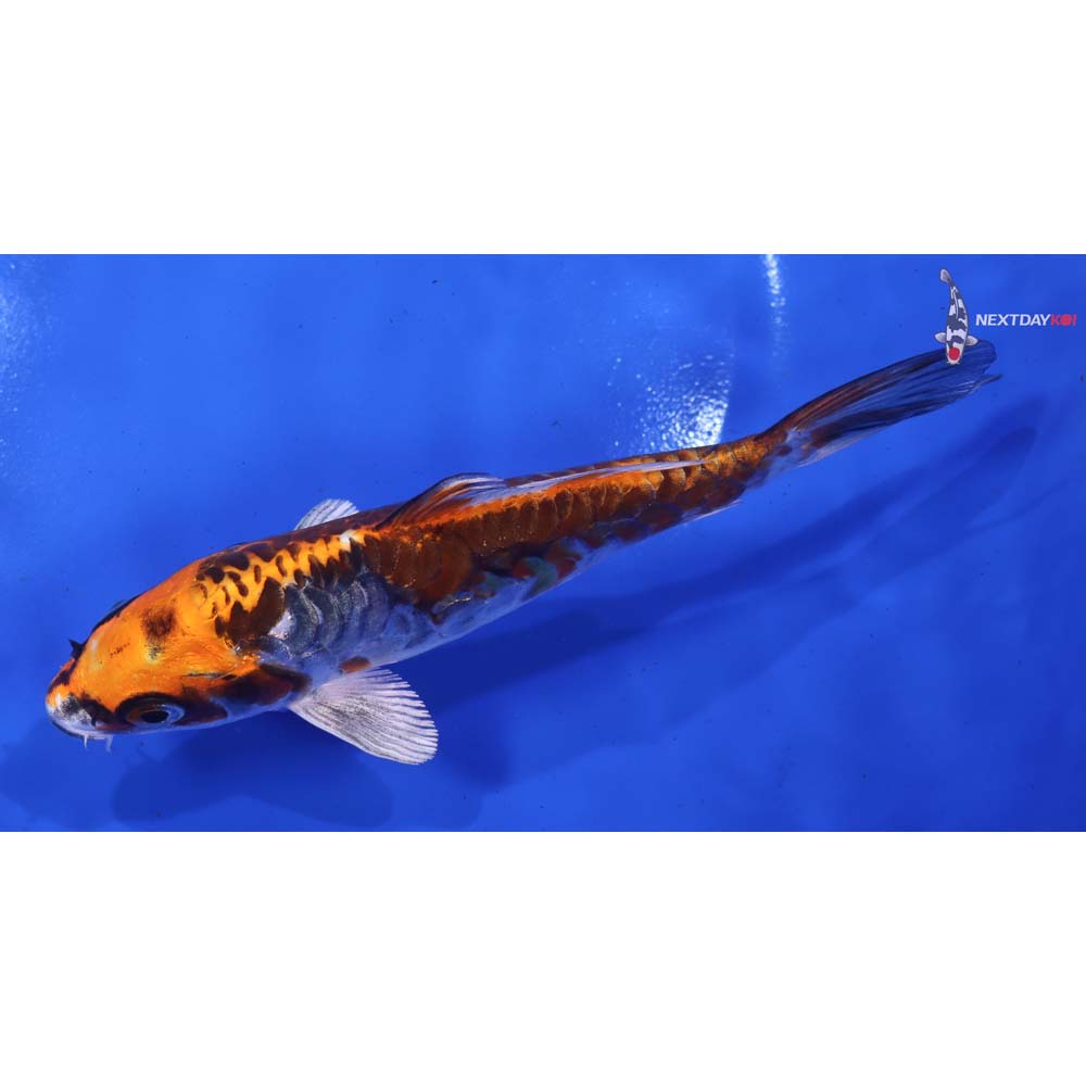 5.5” Imported Kin Kikokuryu - Image 4