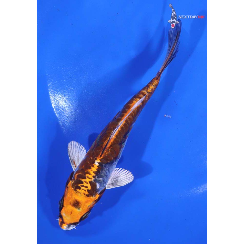 5.5” Imported Kin Kikokuryu - Image 5