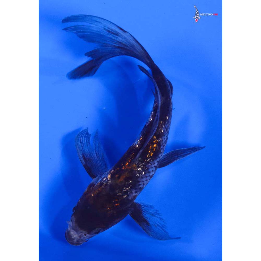 5” Imported Gin Rin Ochiba Shigure Butterfly Koi