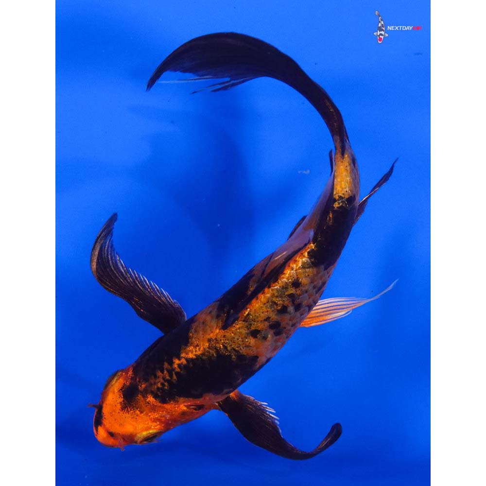 6” Imported Kin Hi Utsuri Butterfly Koi