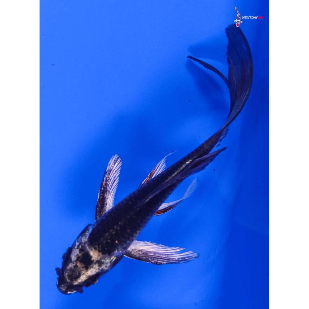 4.5” Imported Gin Matsuba Butterfly Koi