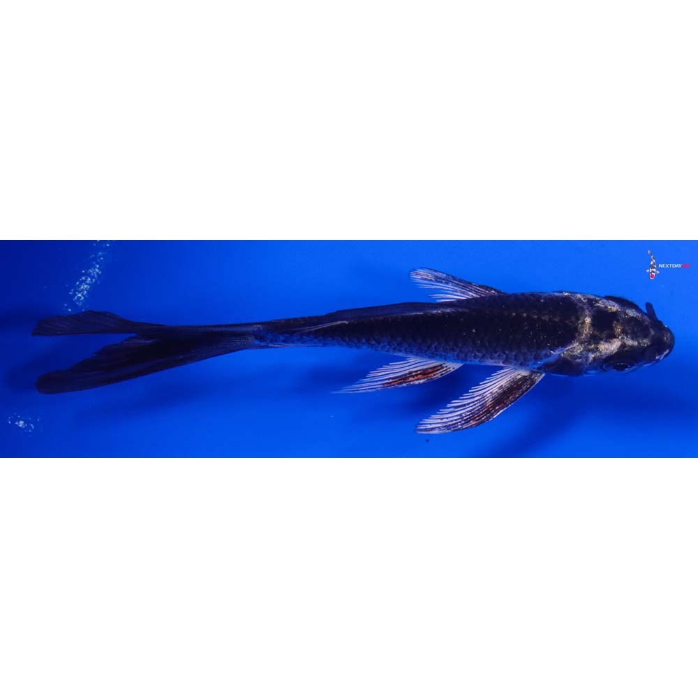 4.5” Imported Gin Matsuba Butterfly Koi - Image 2