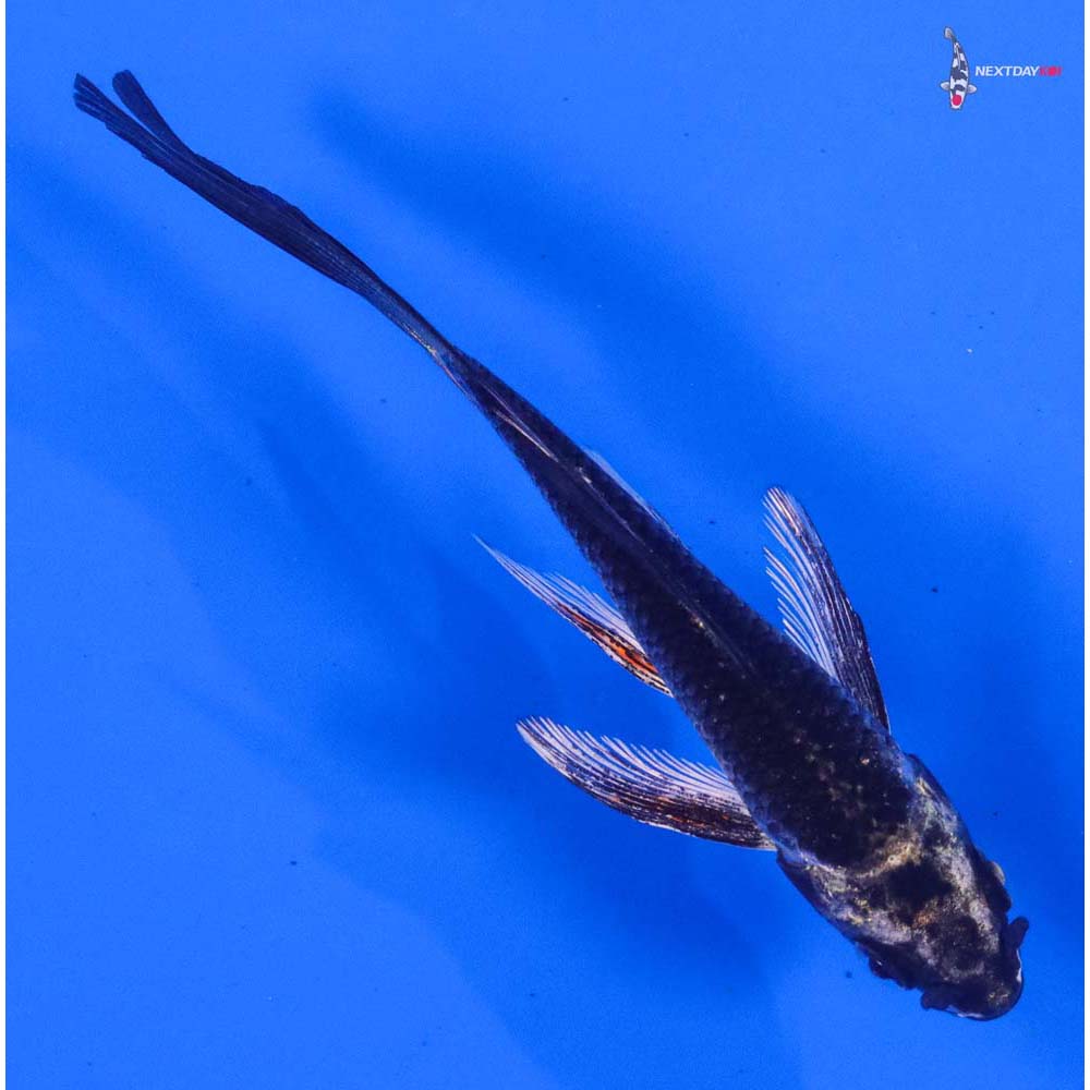 4.5” Imported Gin Matsuba Butterfly Koi - Image 3