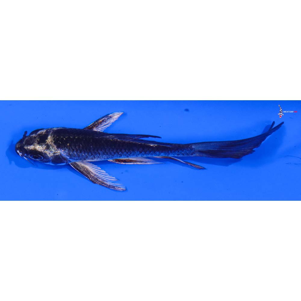 4.5” Imported Gin Matsuba Butterfly Koi - Image 4