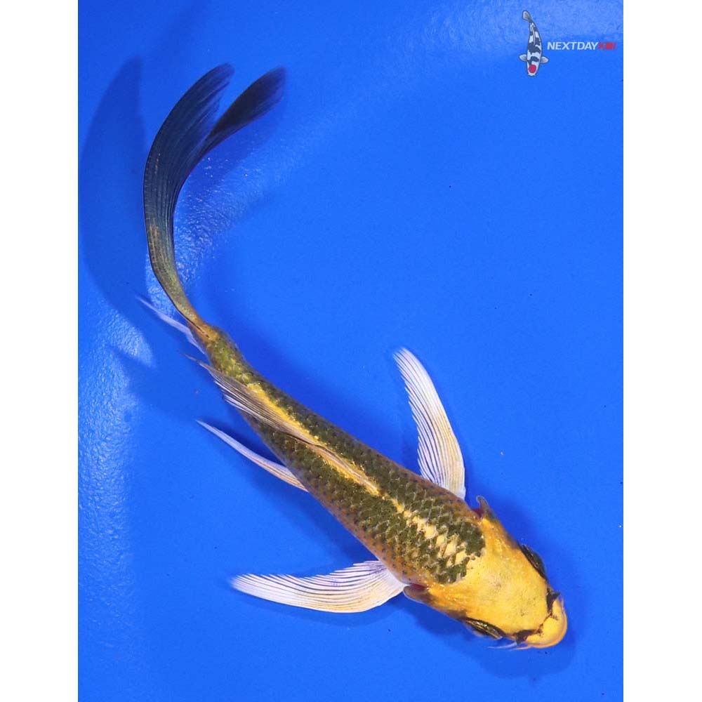 4.5” Imported Kujaku Butterfly Koi