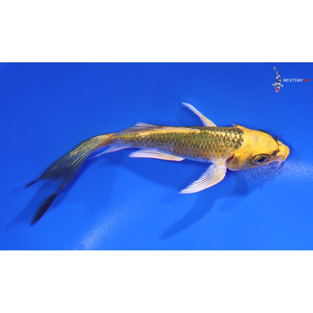 4.5” Imported Kujaku Butterfly Koi - Image 2