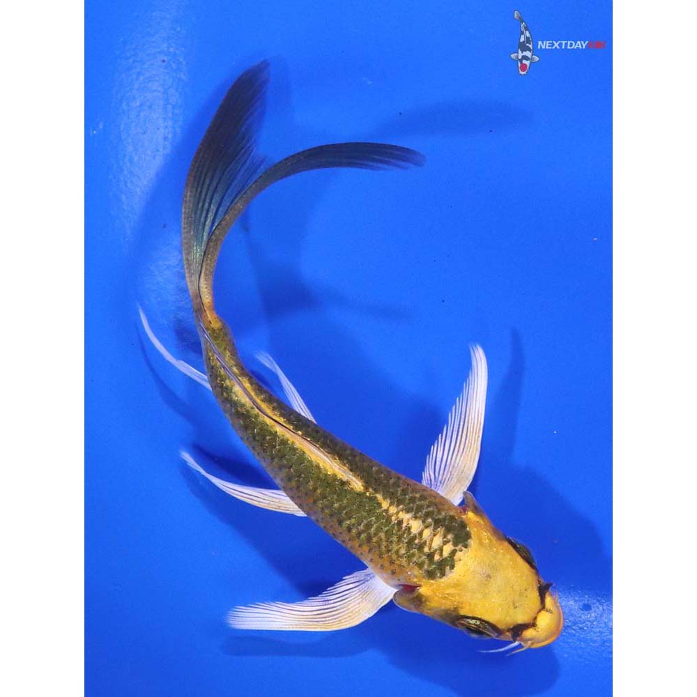 4.5” Imported Kujaku Butterfly Koi - Image 3